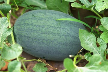 Obraz premium watermelon in the garden
