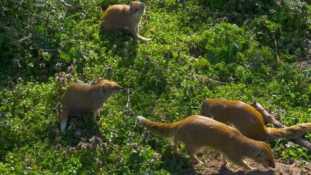 Active meerkats family in the sunny zoo. A view of active meerkats family resting in the green grass in the sun light.