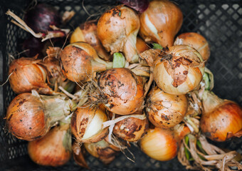 A bunch of braided fresh onions lies in a box outdoors in the garden. Food photography, agriculture.