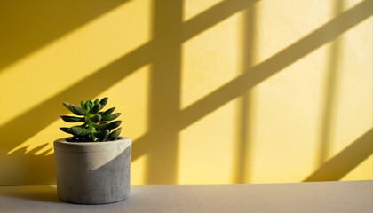 Green succulent in concrete plant pot with decorative shadows on a yellow wall and table surface in home interior. Game of shadows on a wall from window at the sunny day. Minimalist vertical backgroun