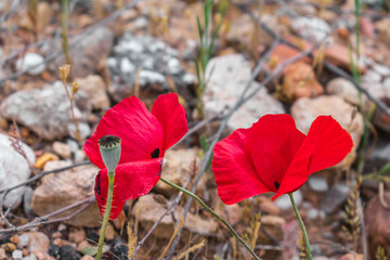 Red poppies growing on rocky soil. Memorial Day. Remembrance day. Day of Remembrance of the Fallen. Poppy day.