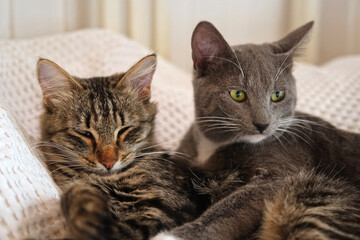 Two cats cuddling on white blanket at home. Cute domestic striped friendly cats. 2 sleepy kittens washing comfortably. Family couple feline resting together, Happy tabby beautiful pets in love hugging