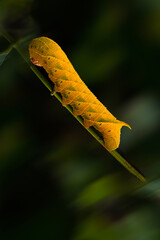 다음 생을 기다리며 황금빛깔을 자랑하는  애벌레