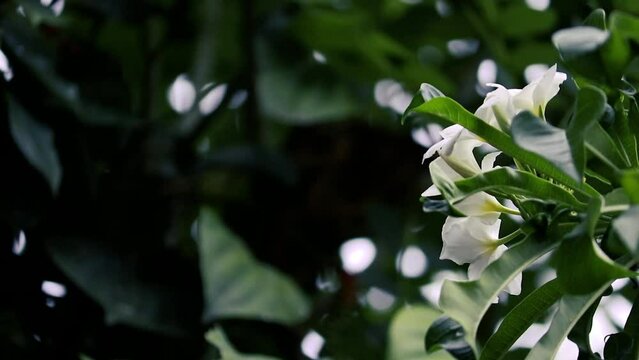 white flower in the garden