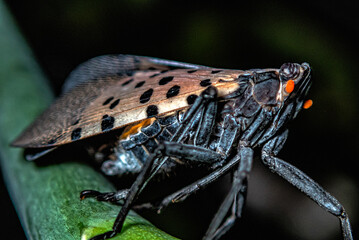 Closeup of spotted lanternfly; Lycorma delicatula