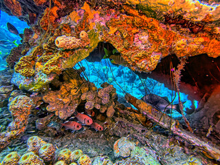 Caribbean coral garden, boat wreck underwater