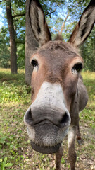 Naklejka na ściany i meble Close up shot of donkey head