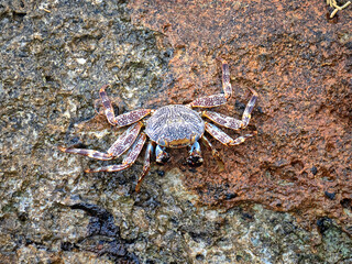 Grapsus grapsus; crab; land crab;