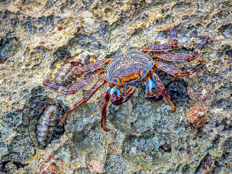 Grapsus grapsus; crab; land crab;
