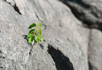 The sprout grew directly on a huge stone