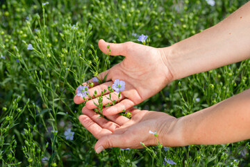 Naklejka na ściany i meble Female hands hold flax plants with flowers against the background of a flax field