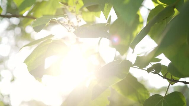 The sun shines through the leaves of the tree. Close up. Green leaf macro in summer day sun rays on blurred abstract bokeh with flare background. Backlight sky. Outdoors Sunlight Lens Flare. Nature
