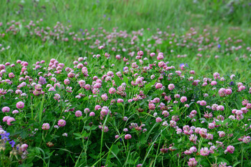 green field with blooming purple clovers isolated copy space 