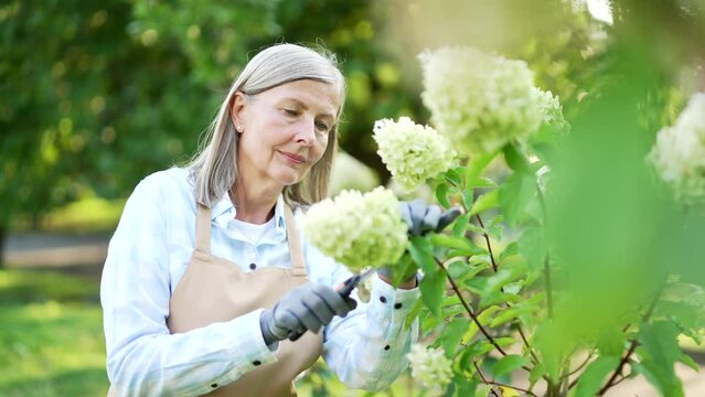 Senior adult gray haired woman in backyard gardening. Smiling mature old female cuts green bushes and trees with secateurs. A happy pensioner in a bathrobe and gloves works in the gardenat leisure