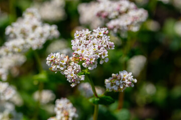 Buckwheat macro with white flowers. Fagopyrum esculentum