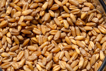 Wheat grain as background texture