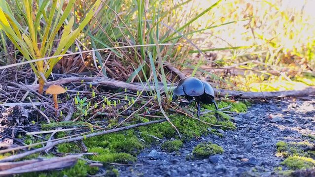 Static shot of black dung beetle out in field, low angle view
