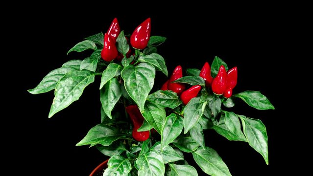 Timelapse of Growing and Ripening Red Bell Pepper on a Black Background. Hot Spicy Capsicum