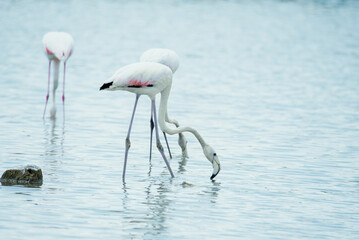 Flamencos en laguna Daimiel 