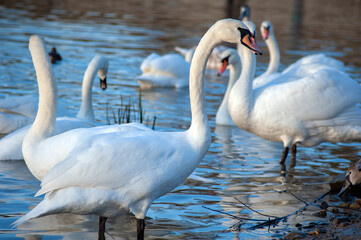 Fototapeta premium White swan onlake shore. Swan on beach. Swan on shore