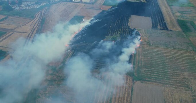 Field fire, dy grass buring among the green rice and wheat fields. Aerial view of the clear fire separation line and black layer of burning field and ash