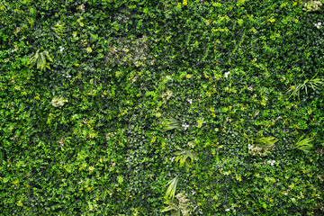 Artificial green bushes for wall background decoration, nature background concept