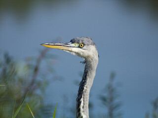 Grey heron (Ardea cinerea). Grey heron in the river closeup.