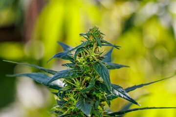 weibliche Cannabispflanzen blüte