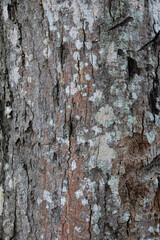 bark of a tree texture background