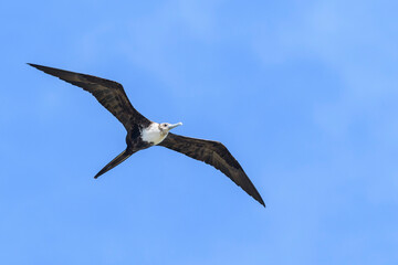 Magnificent Frigatebird (Fregata Magnificens) in flight with blue sky, Bonaire, Dutch Caribbean.