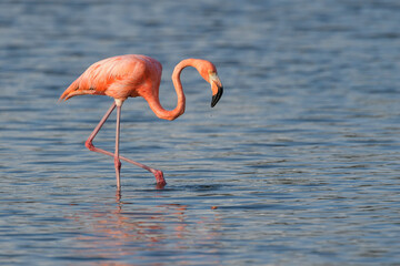 American or Caribbean flamingo (Phoenicopterus ruber) foraging in water, lake Goto, Bonaire, Dutch Caribbean.