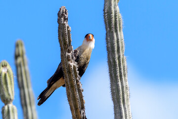 Northern caracara (Caracara cheriway) perched on cactus, looking at camera, Bonaire, Dutch Caribbean.