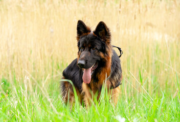 German shepherd dog in harness out for a walk lying, running, walking on the grass in sunny summer...