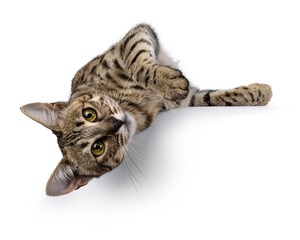 Gorgeous F6 Savannah cat, laying upside down over edge facing front. Looking straight to camera....
