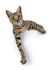 Gorgeous F6 Savannah cat, laying down facing front with paws hanging relaxed down from edge. Looking straight to camera. Isolated on a white background.