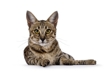 Obraz premium Gorgeous F6 Savannah cat, laying down facing front. Looking straight to camera. Isolated on a white background.