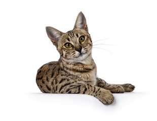 Obraz premium Gorgeous F6 Savannah cat, laying down side ways. Looking straight to camera. Isolated on a white background.