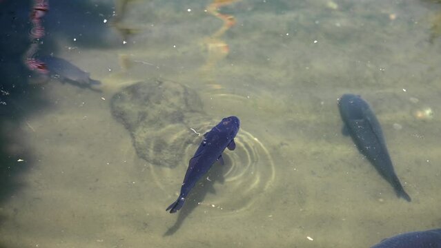 Beautiful large grey rainbow trout swim in the clear water, slow motion