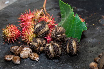 Beans (Ricinus) and castor oil on the black background, herbs.