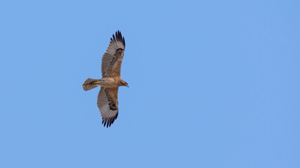 Bonelli's eagle (Aquila fasciata)