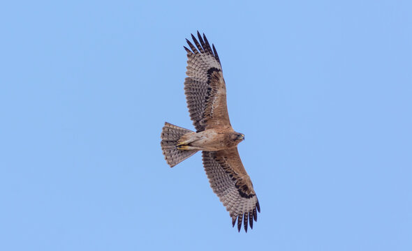 Bonelli's eagle (Aquila fasciata)