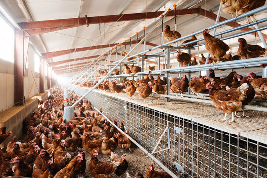 Brown chickens on poultry farm