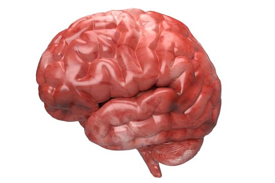 3D Illustration: Human Brain