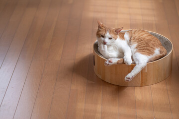 毛繕いをする猫　茶トラ白