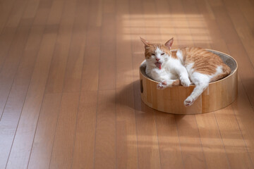 毛繕いをする猫　茶トラ白