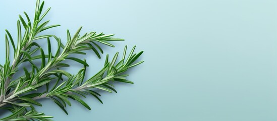 Rosemary branch on a isolated pastel background Copy space fresh and aromatic