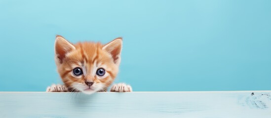 Small red kitten rests in blue box isolated pastel background Copy space
