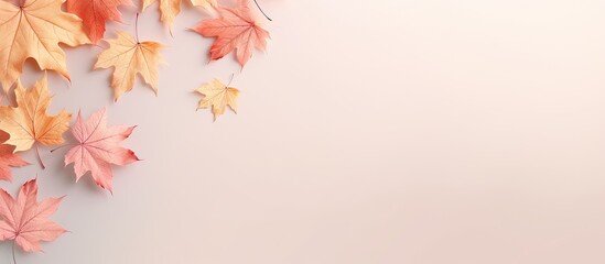 Maple leaves during autumn against isolated pastel background Copy space
