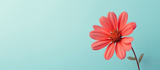Vibrant red flower on isolated pastel background Copy space
