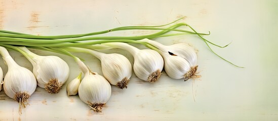 Macro closeup shot of tiny glomus headed bulbs of spring planted garlic on a isolated pastel background Copy space